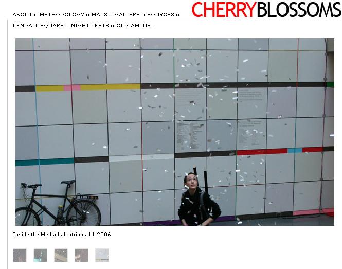 Cherry Blossoms