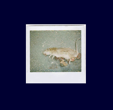 Empty Animals
