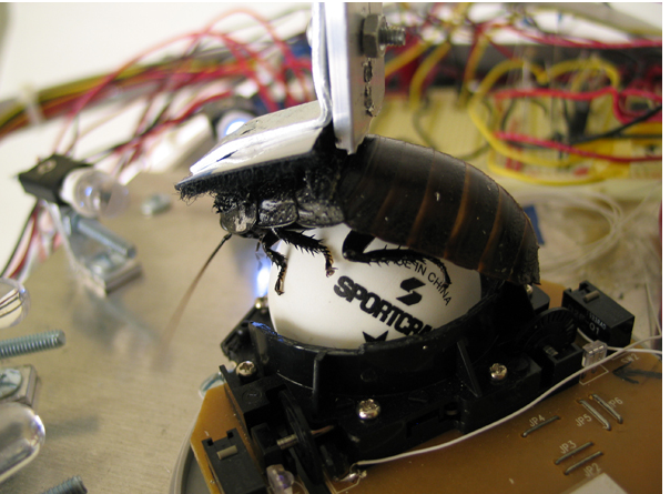 Cockroach Controlled Mobile Robot