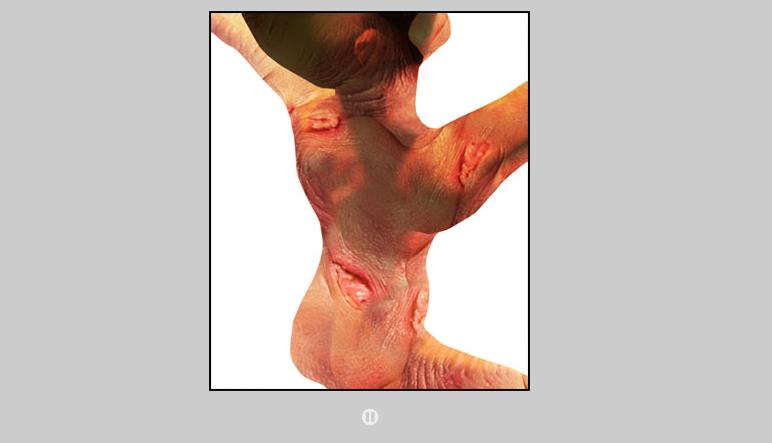 Les Monstres pornographiques/Pornographic Monsters