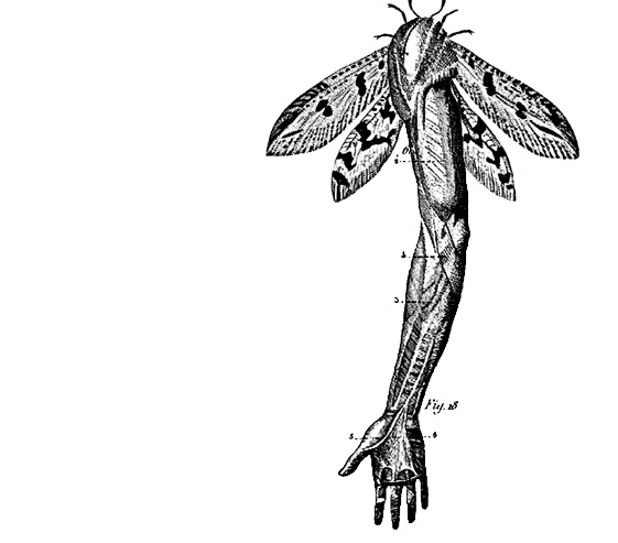 Fishes and Flying Things