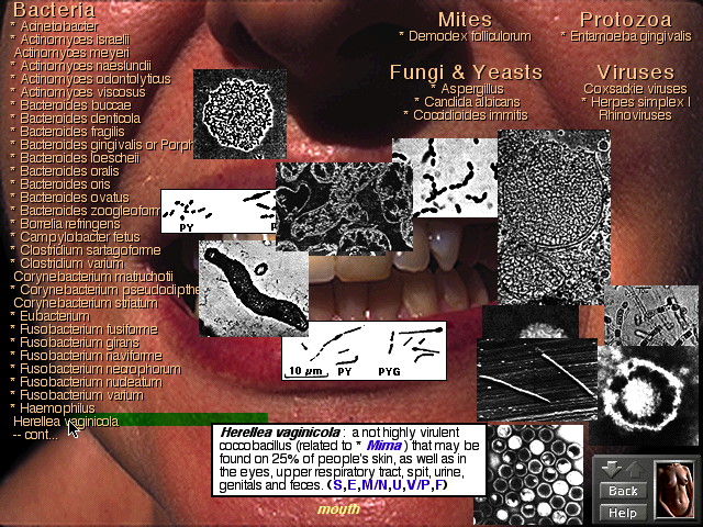 The Human Body: An Invisible Ecosystem